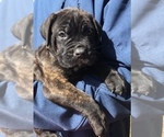 Small Photo #2 Cane Corso Puppy For Sale in LOYALTON, CA, USA