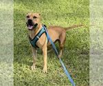 Small #6 Black Mouth Cur-Bulldog Mix