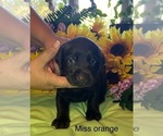 Image preview for Ad Listing. Nickname: Orange collar