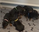 Image preview for Ad Listing. Nickname: Litter of 10