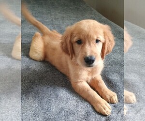 Golden Retriever Puppy for sale in POMONA PARK, FL, USA