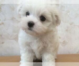 Maltese Puppy for sale in HAGERSTOWN, MD, USA