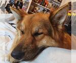 Small #1 German Shepherd Dog Mix