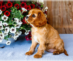 Small #3 Cavalier King Charles Spaniel