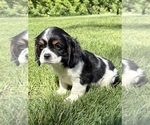 Small #2 Cavalier King Charles Spaniel