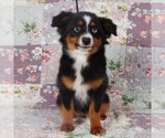 Small #12 Miniature Australian Shepherd