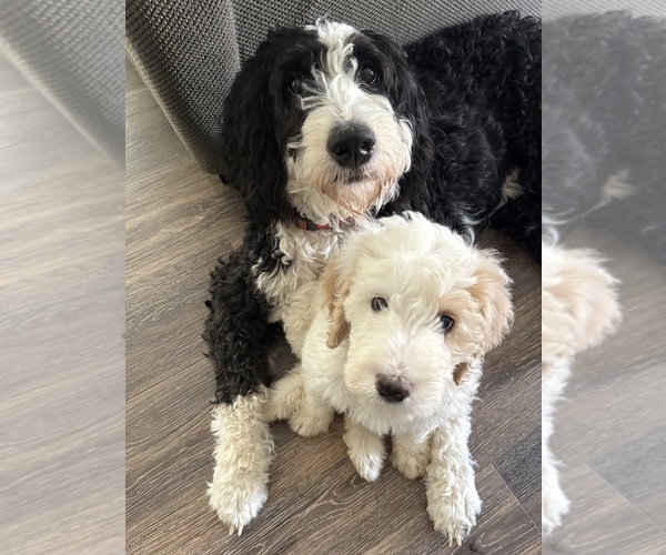 Medium Photo #9 Bernedoodle-Poodle (Standard) Mix Puppy For Sale in MENIFEE, CA, USA