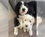 Small #8 Bernedoodle-Poodle (Standard) Mix