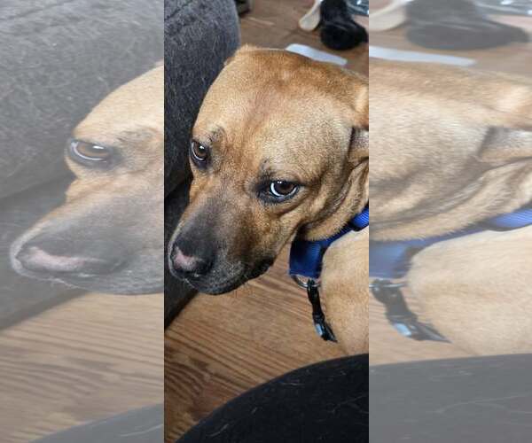 Medium Photo #2 Boxer-Unknown Mix Puppy For Sale in Burnsville, MN, USA