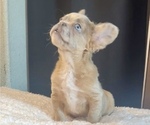 Small #2 French Bulldog