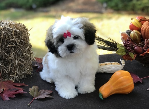 Medium Photo #2 Mal-Shi Puppy For Sale in BUFORD, GA, USA