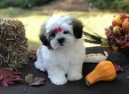 Small Photo #2 Mal-Shi Puppy For Sale in BUFORD, GA, USA