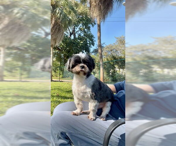 Medium Photo #2 Shih Tzu Puppy For Sale in Weston, FL, USA