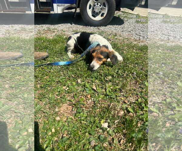 Medium Photo #2 Beagle-Unknown Mix Puppy For Sale in Westwood, NJ, USA
