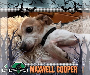 Maxwell Cooper - Male Chiweenie Dog for Adoption - Photo #2