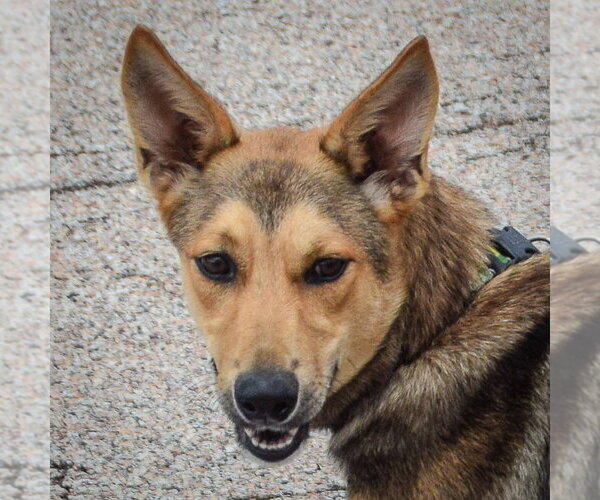 Medium Photo #1 Collie-German Shepherd Dog Mix Puppy For Sale in Huntley, IL, USA