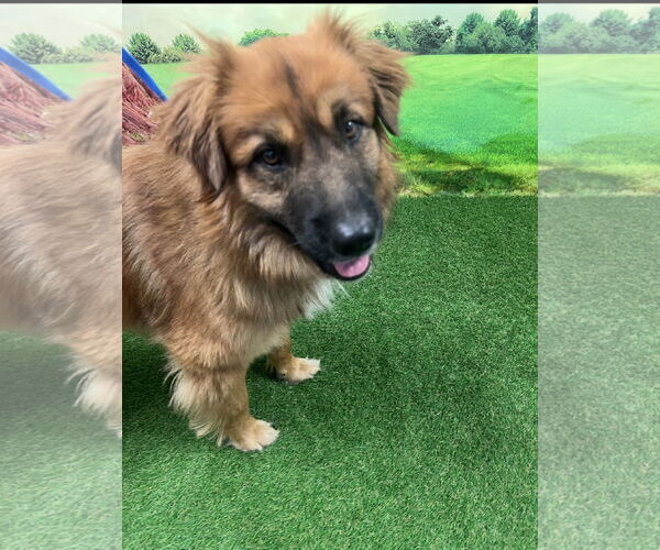 Medium Photo #2 Australian Shepherd-Chow Chow Mix Puppy For Sale in Euless, TX, USA