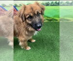 Small #1 Australian Shepherd-Chow Chow Mix