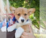 Small #29 Pembroke Welsh Corgi
