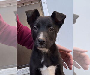 Australian Shepherd-Unknown Mix Dogs for adoption in Bolivar, MO, USA