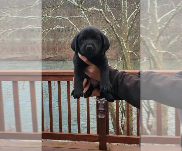 Medium Photo #9 Labrador Retriever Puppy For Sale in ROBINSON, PA, USA