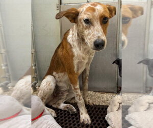 Ares - Male Mutt Dog for Adoption - Photo #2