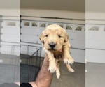 Small #2 Golden Retriever