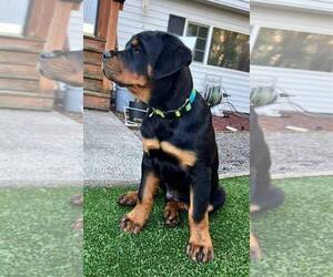 Rottweiler Puppy for sale in GRESHAM, OR, USA