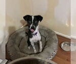 Small Australian Shepherd Mix