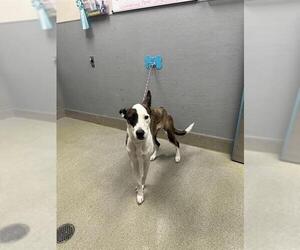 Unknown-Whippet Mix Dogs for adoption in Las Vegas, NV, USA
