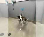 Small Whippet Mix