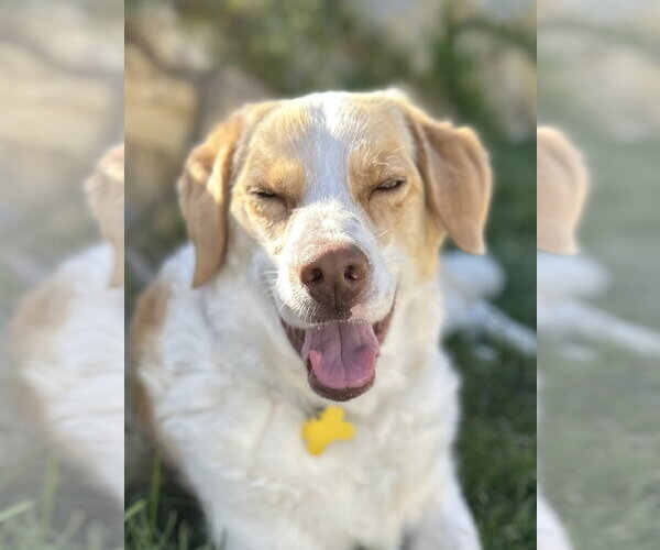 Medium Photo #2 Border Collie Puppy For Sale in Sandy, UT, USA