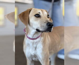 Labrador Retriever-Unknown Mix Dogs for adoption in Fort Worth, TX, USA