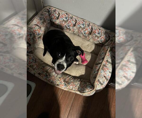 Medium Photo #2 American Staffordshire Terrier-Unknown Mix Puppy For Sale in San Antonio, TX, USA