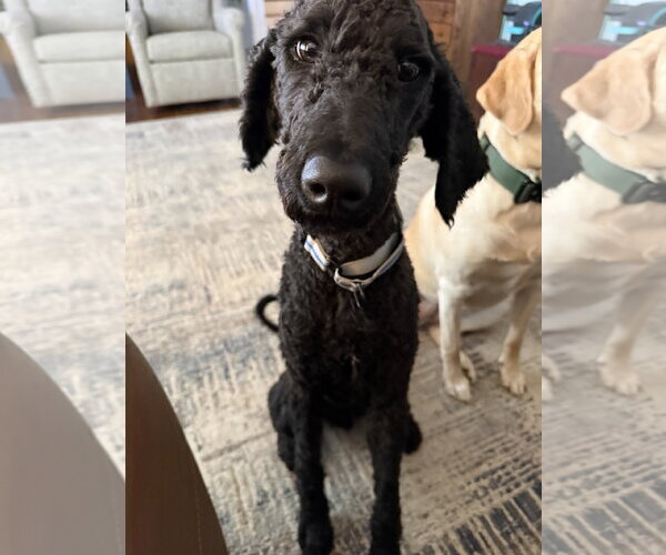 Medium Photo #1 Poodle (Standard)-Unknown Mix Puppy For Sale in Fort Wayne, IN, USA