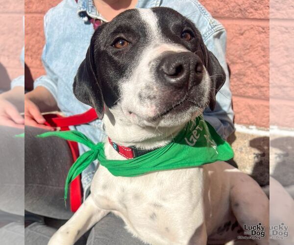 Medium Photo #6 Lab-Pointer Puppy For Sale in Washington, DC, USA