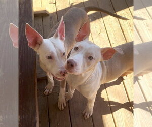 261487  Creme Saver - Male American Pit Bull Terrier-Unknown Mix Dog for Adoption - Photo #4
