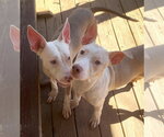Small Photo #4 American Pit Bull Terrier-Unknown Mix Puppy For Sale in Wetumpka, AL, USA
