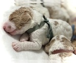 Small #5 Labradoodle-Poodle (Standard) Mix