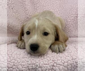 Chalk Pup - Hop Scotch - Female Colonial Cocker Spaniel-Unknown Mix Dog for Adoption - Photo #3