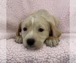 Small Photo #3 Colonial Cocker Spaniel-Unknown Mix Puppy For Sale in San Diego, CA, USA