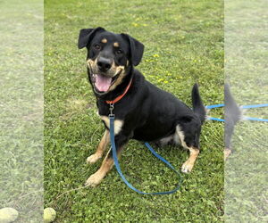 Rottweiler Dogs for adoption in Virginia Beach, VA, USA