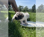 Small #5 Chinese Shar-Pei