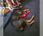 Small #15 Doberman Pinscher