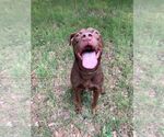 Small #3 Labrador Retriever Mix