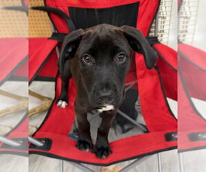 Labrador Retriever-Unknown Mix Dogs for adoption in Gilberts, IL, USA