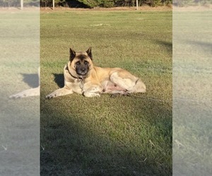 Mother of the Akita puppies born on 04/04/2025