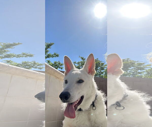 Medium Photo #10 Unknown-white german shepherd Mix Puppy For Sale in Dana Point, CA, USA