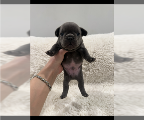 Medium Photo #6 French Bulldog Puppy For Sale in KALISPELL, MT, USA