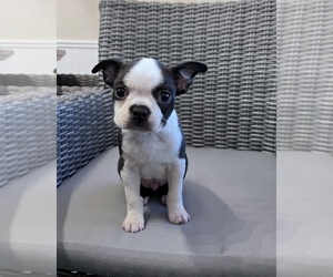Boston Terrier Puppy for sale in ROYSE CITY, TX, USA